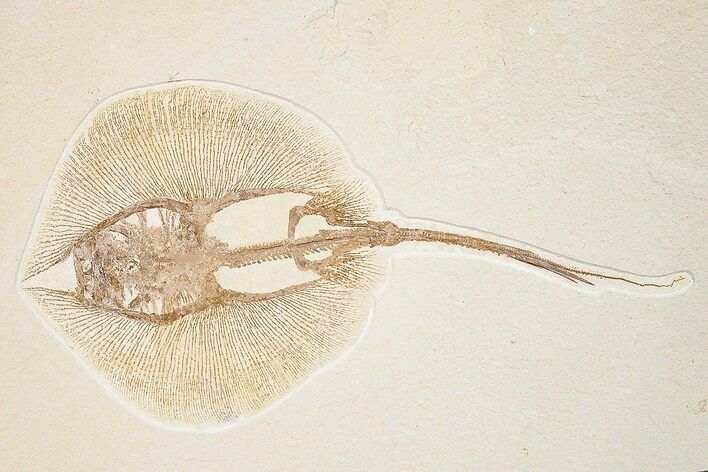 Rare, Fossil Male Stingray (Heliobatis) - Wyoming #360652